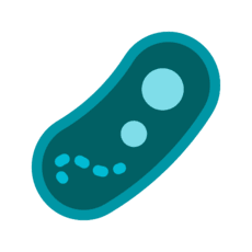 bacteria